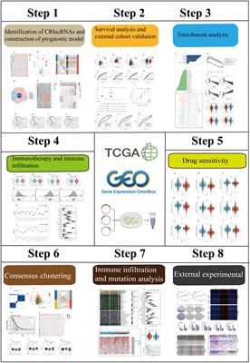 Cuproptosis-related lncRNA signatures: Predicting prognosis and evaluating the tumor immune microenvironment in lung adenocarcinoma